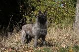 BOUVIER DES ARDENNES 269